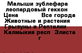 Малыши эублефара ( леопардовый геккон) › Цена ­ 1 500 - Все города Животные и растения » Грызуны и Рептилии   . Калмыкия респ.,Элиста г.